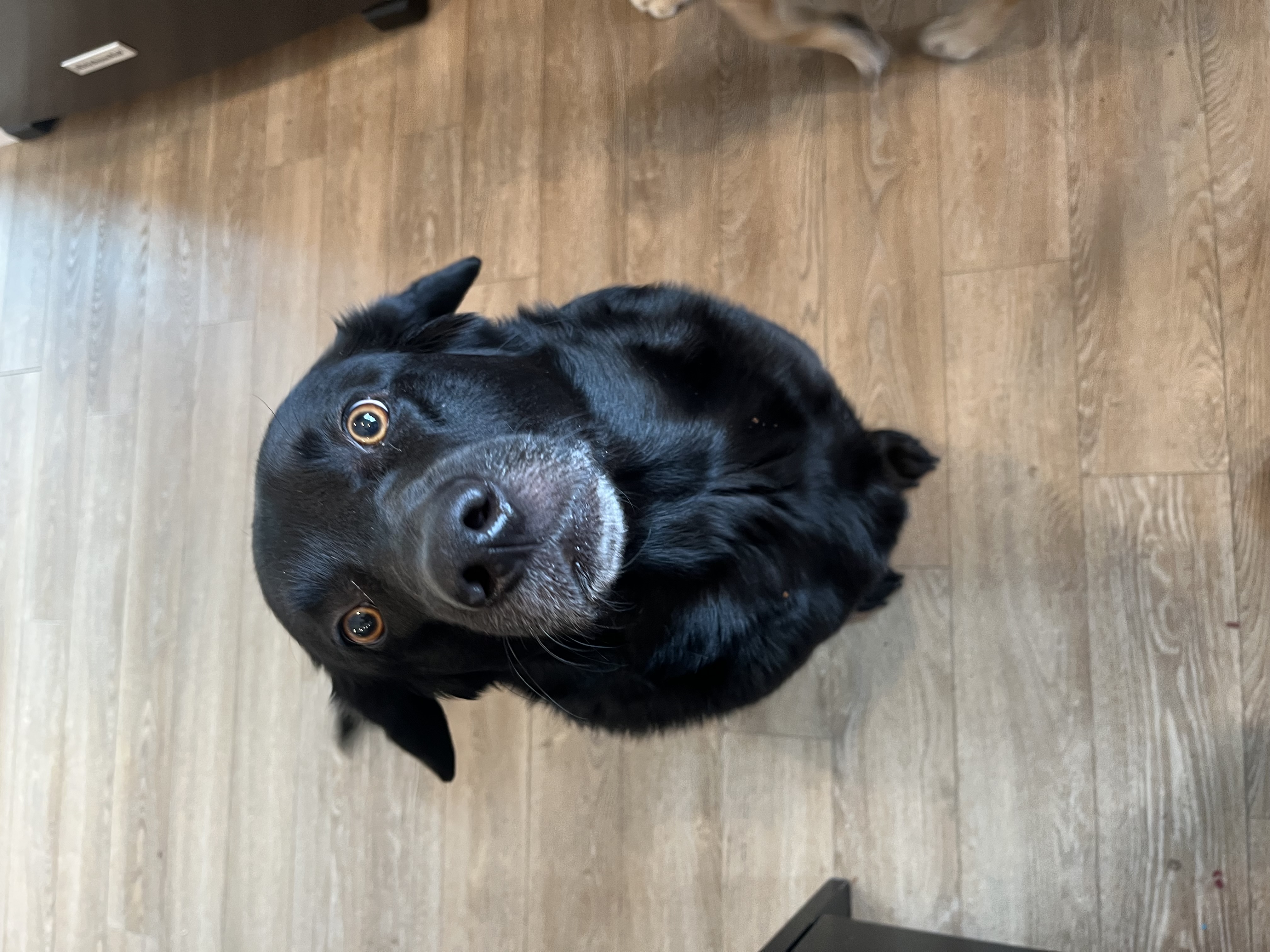 Black lab on clean floor