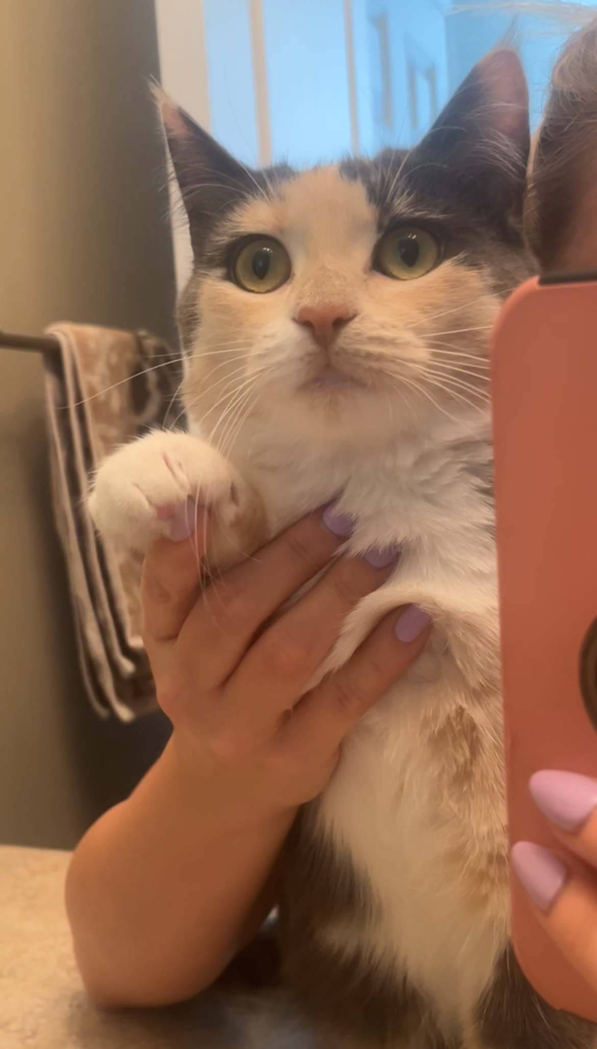 Calico kitten