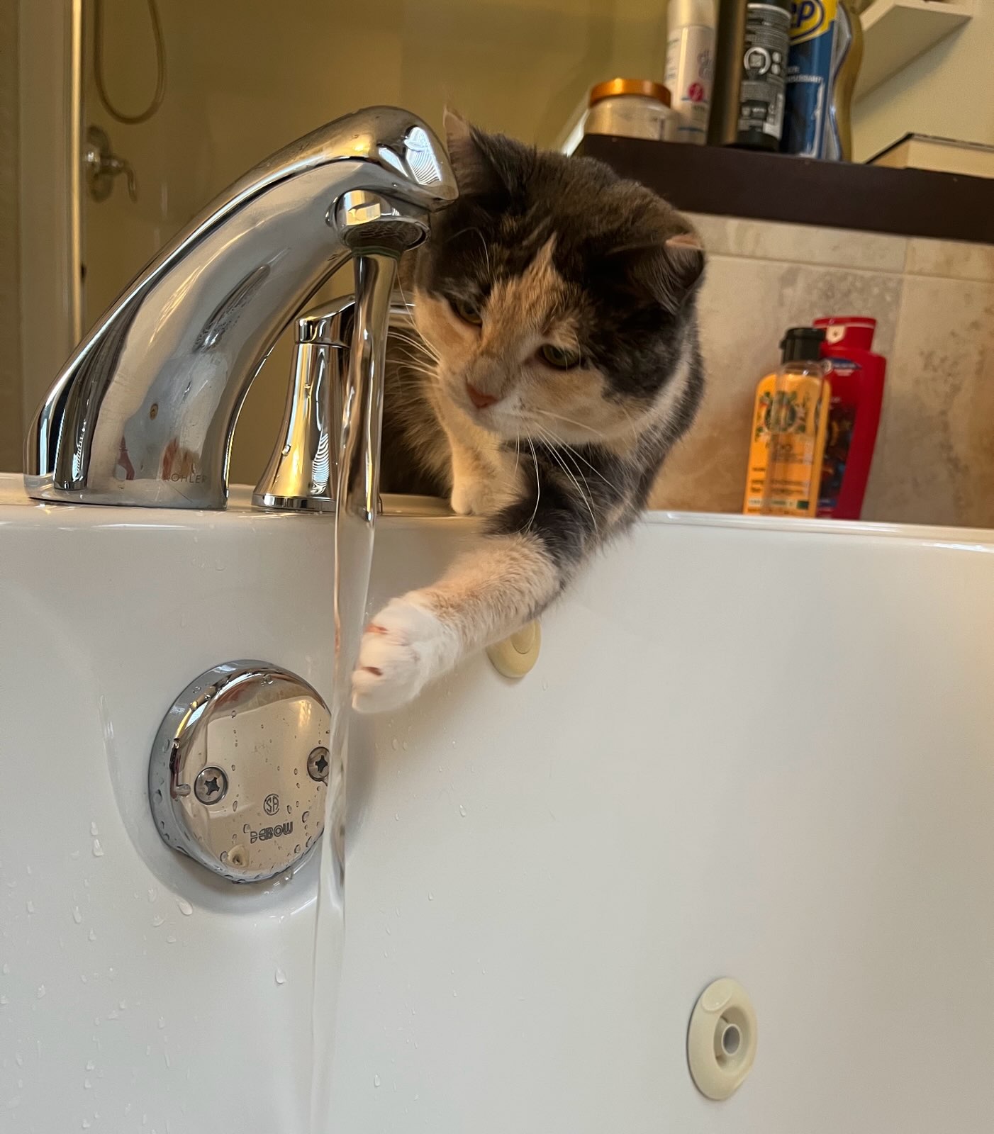 Cat exploring clean bathroom sink