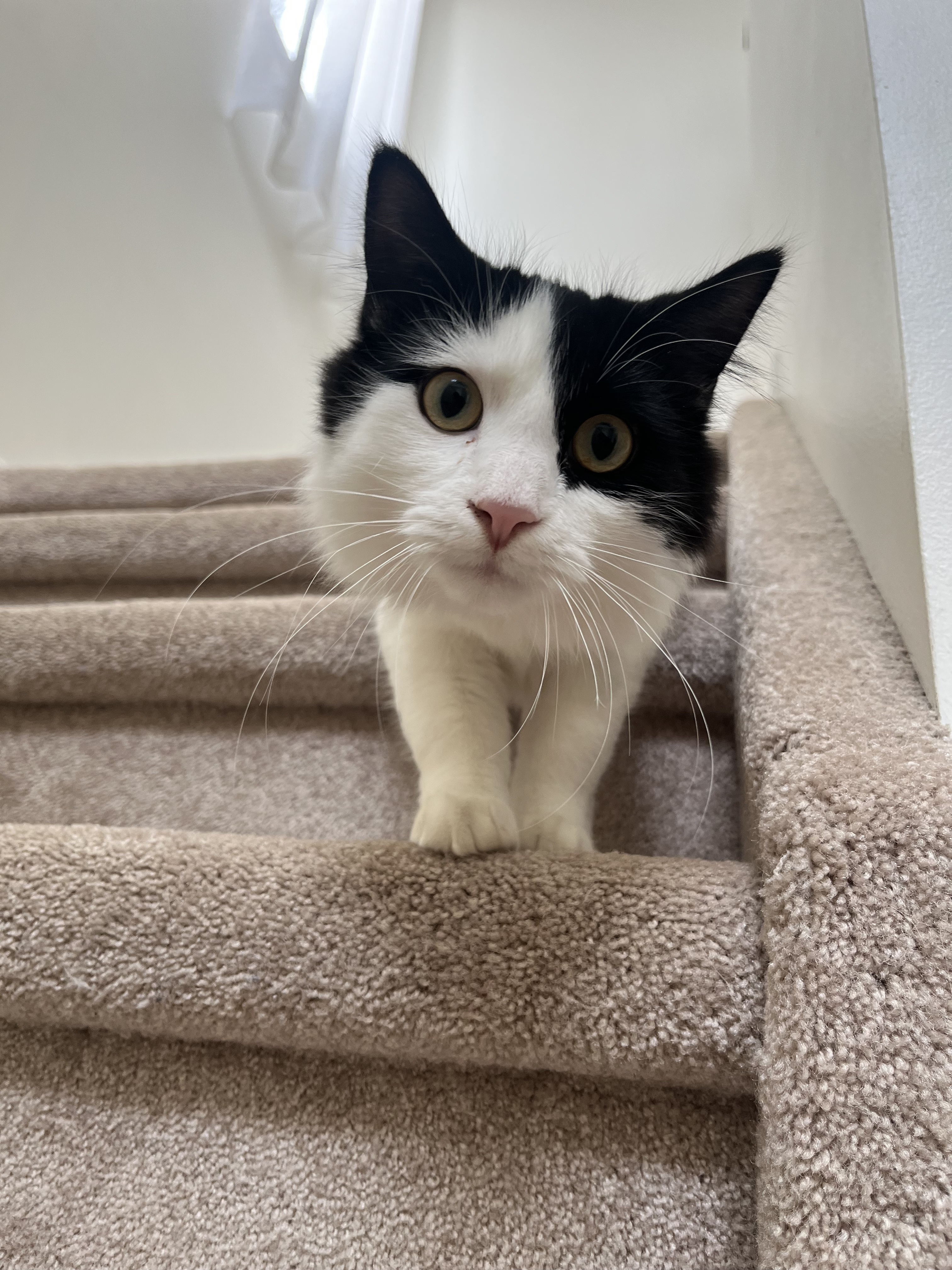 Cat on clean stairs