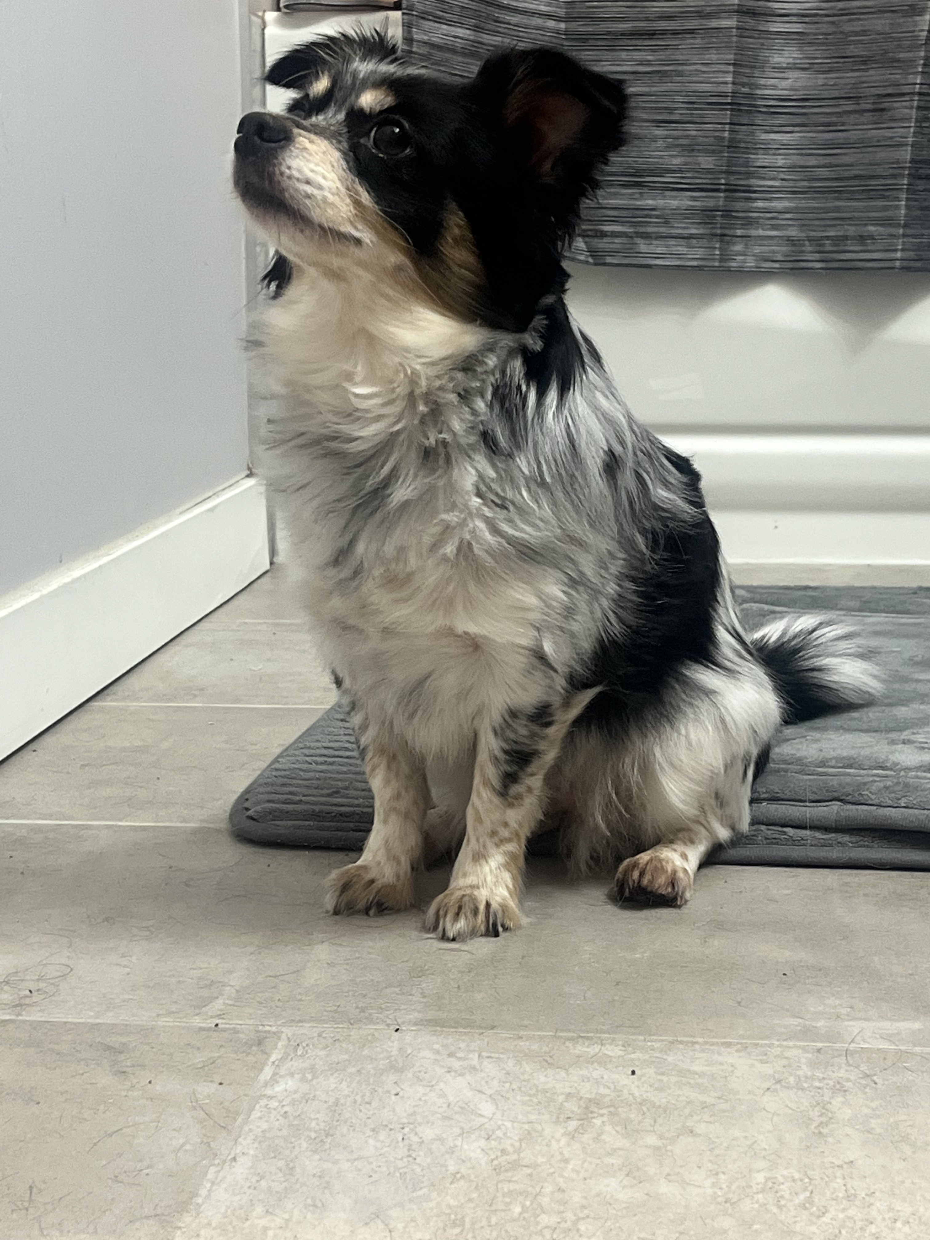 Chihuahua on clean floor