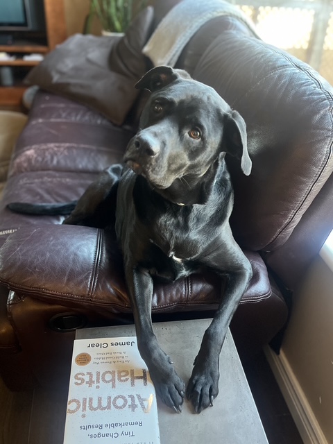 Black lab on leather couch