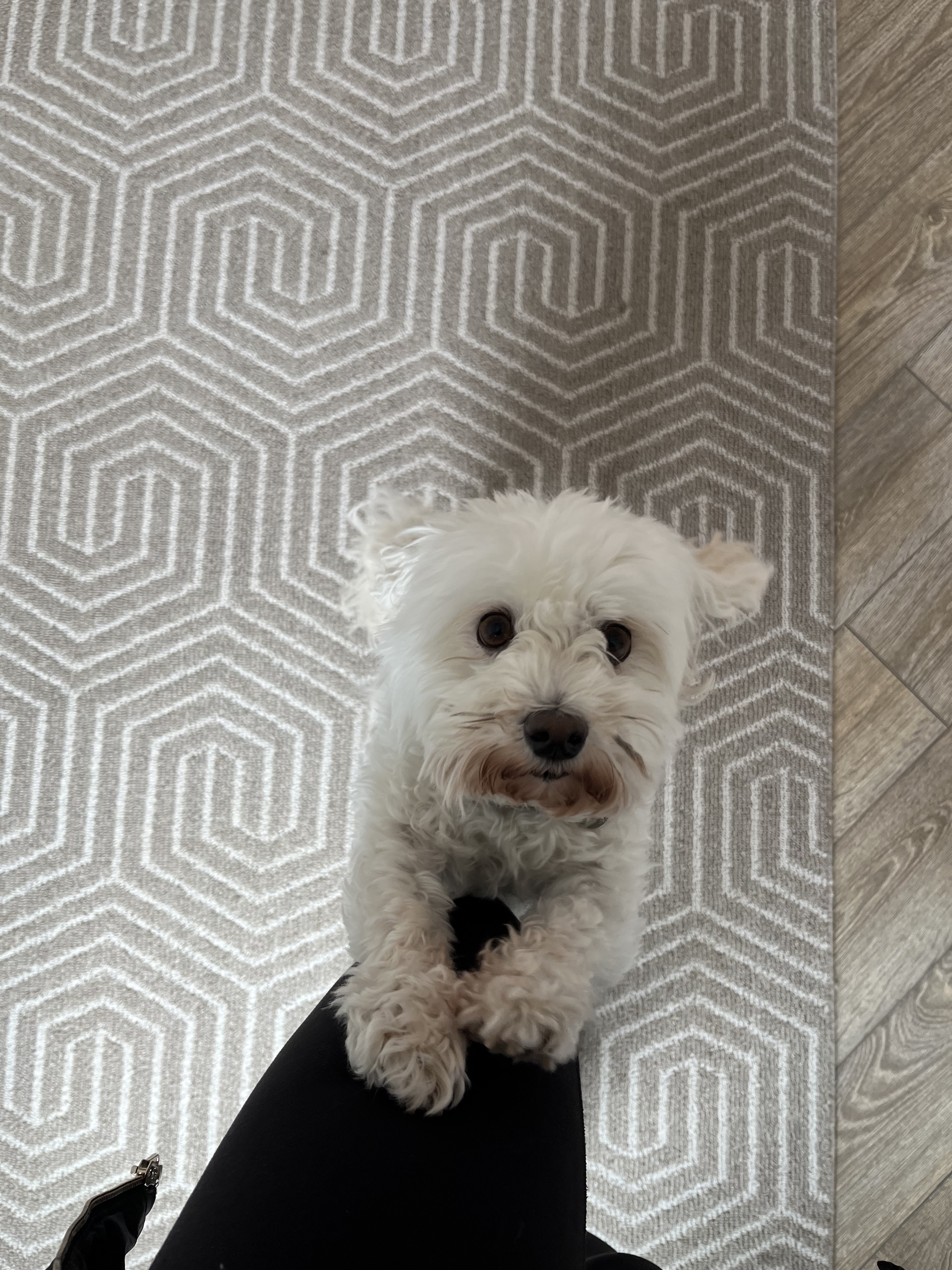 Fluffy dog on clean rug