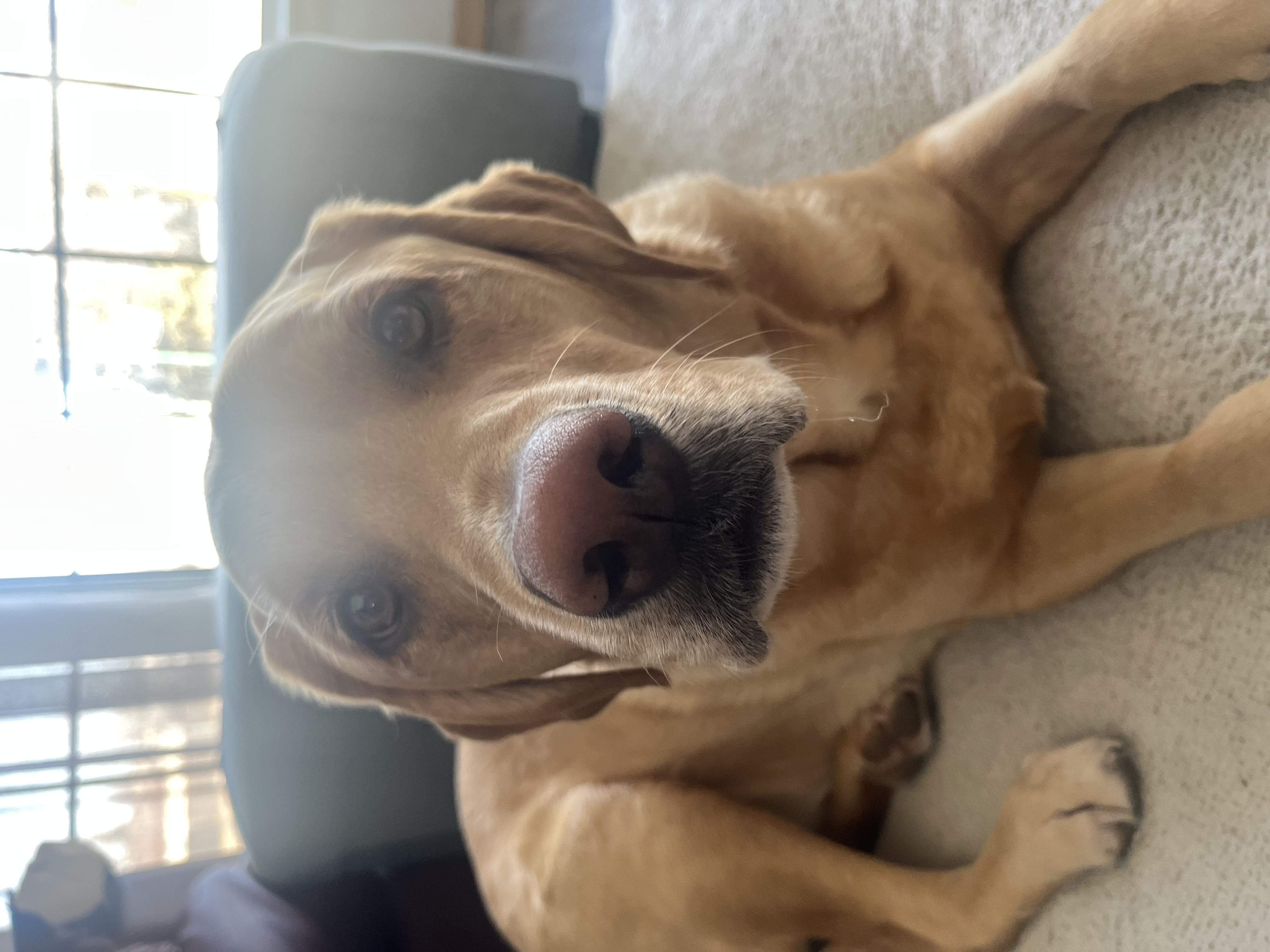 Golden lab on couch