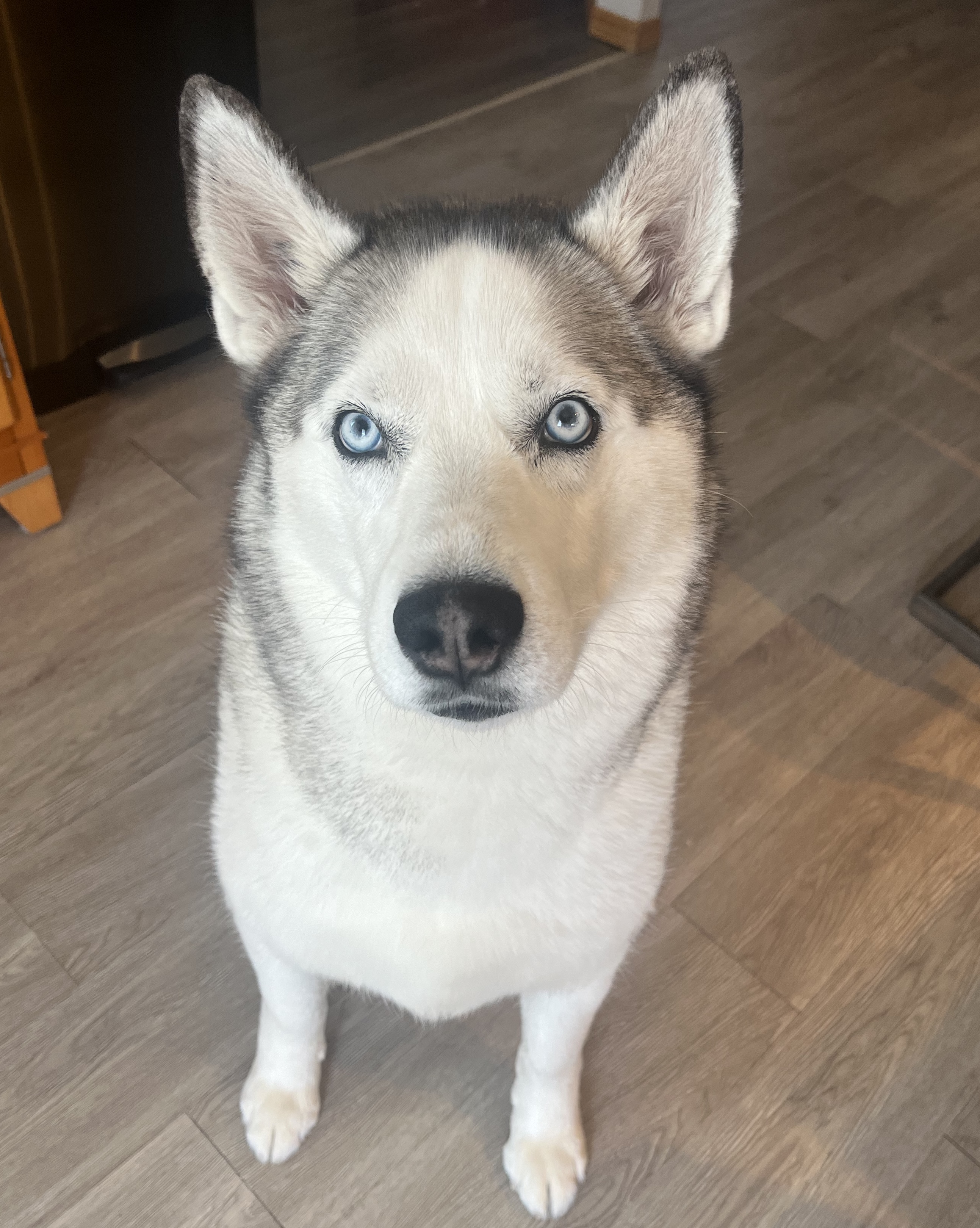 Husky with blue eyes