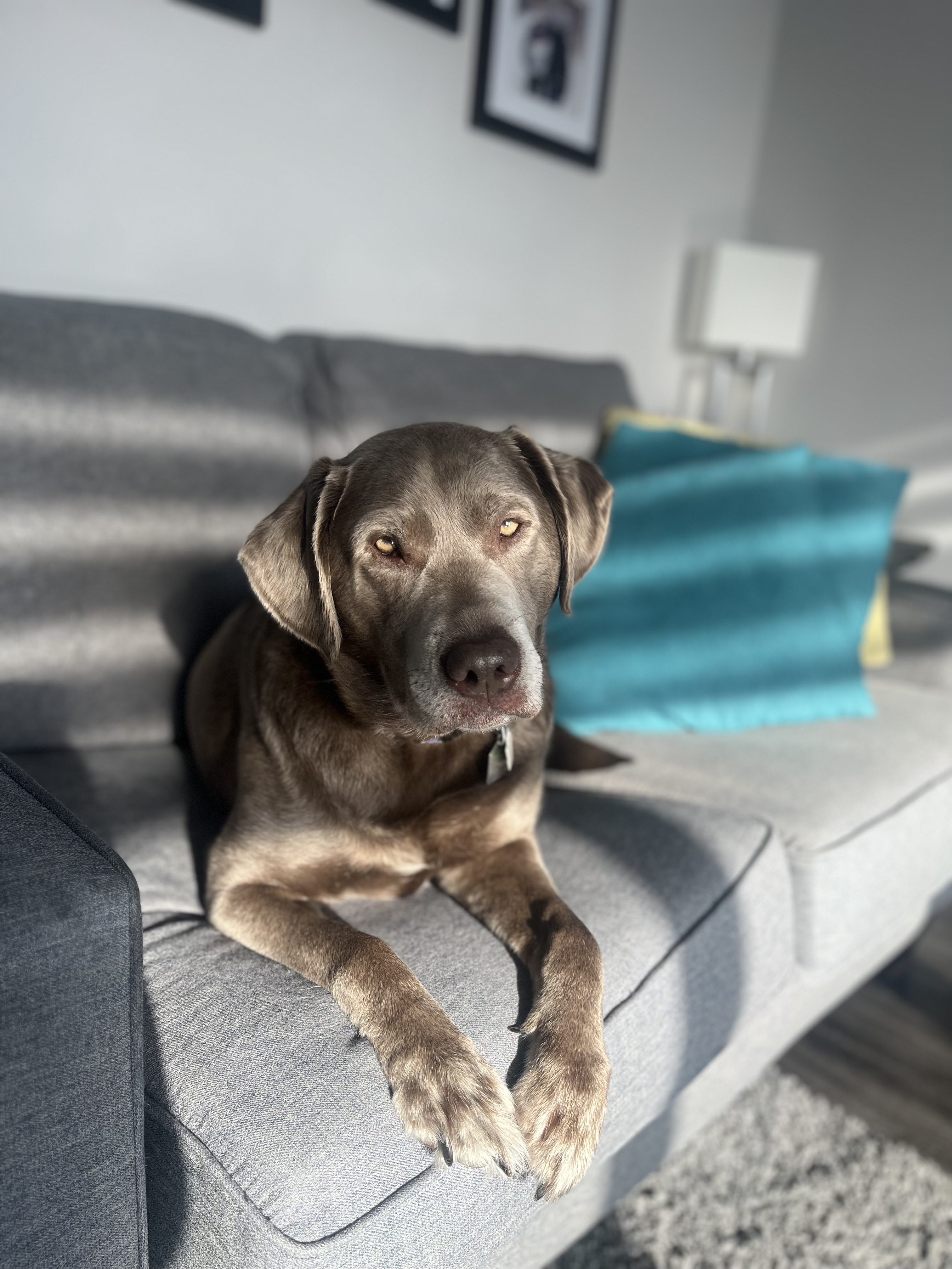 Dog relaxing on couch