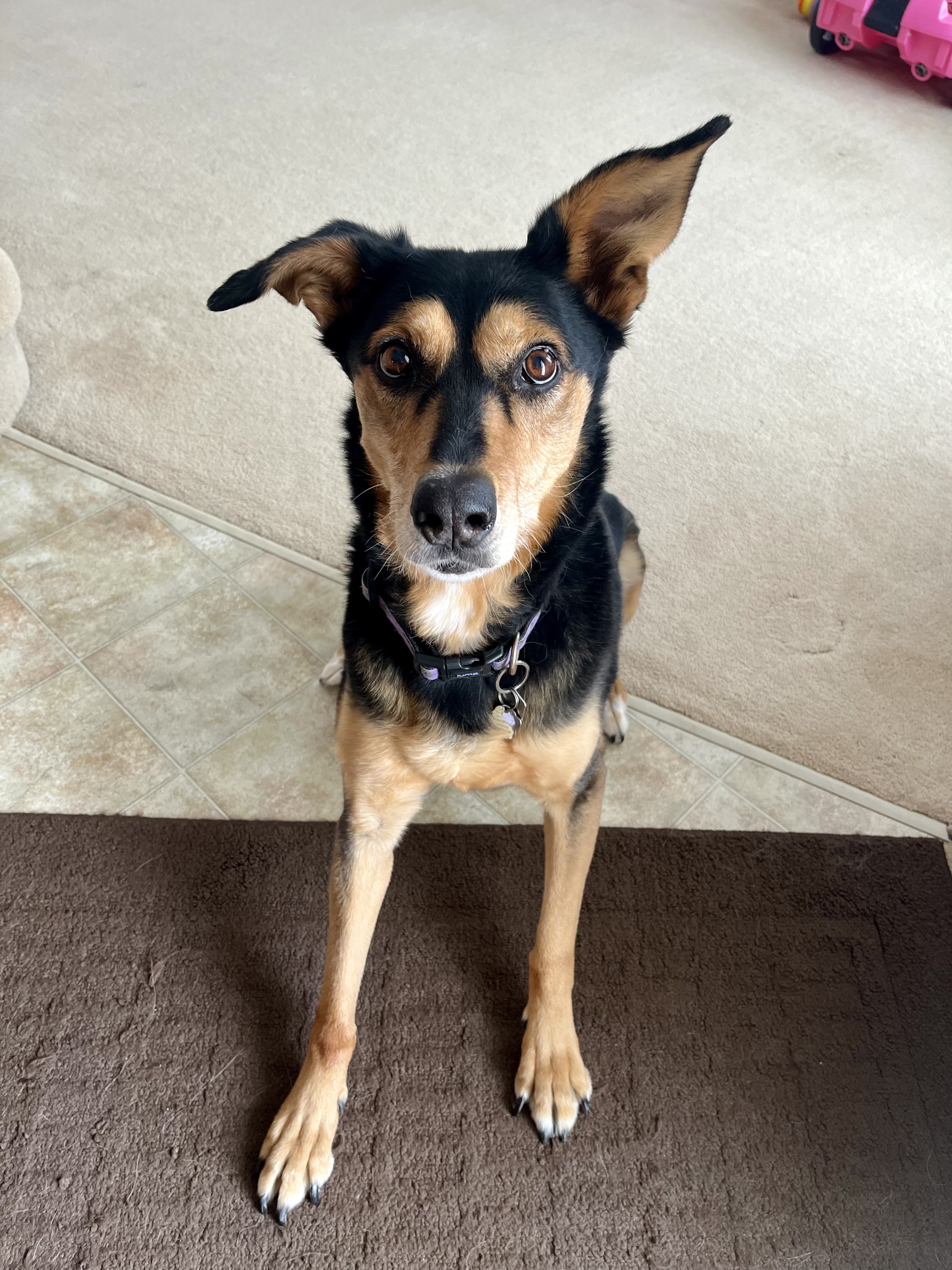 Shepherd mix on carpet