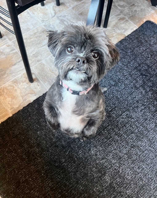 Shih Tzu on clean floor