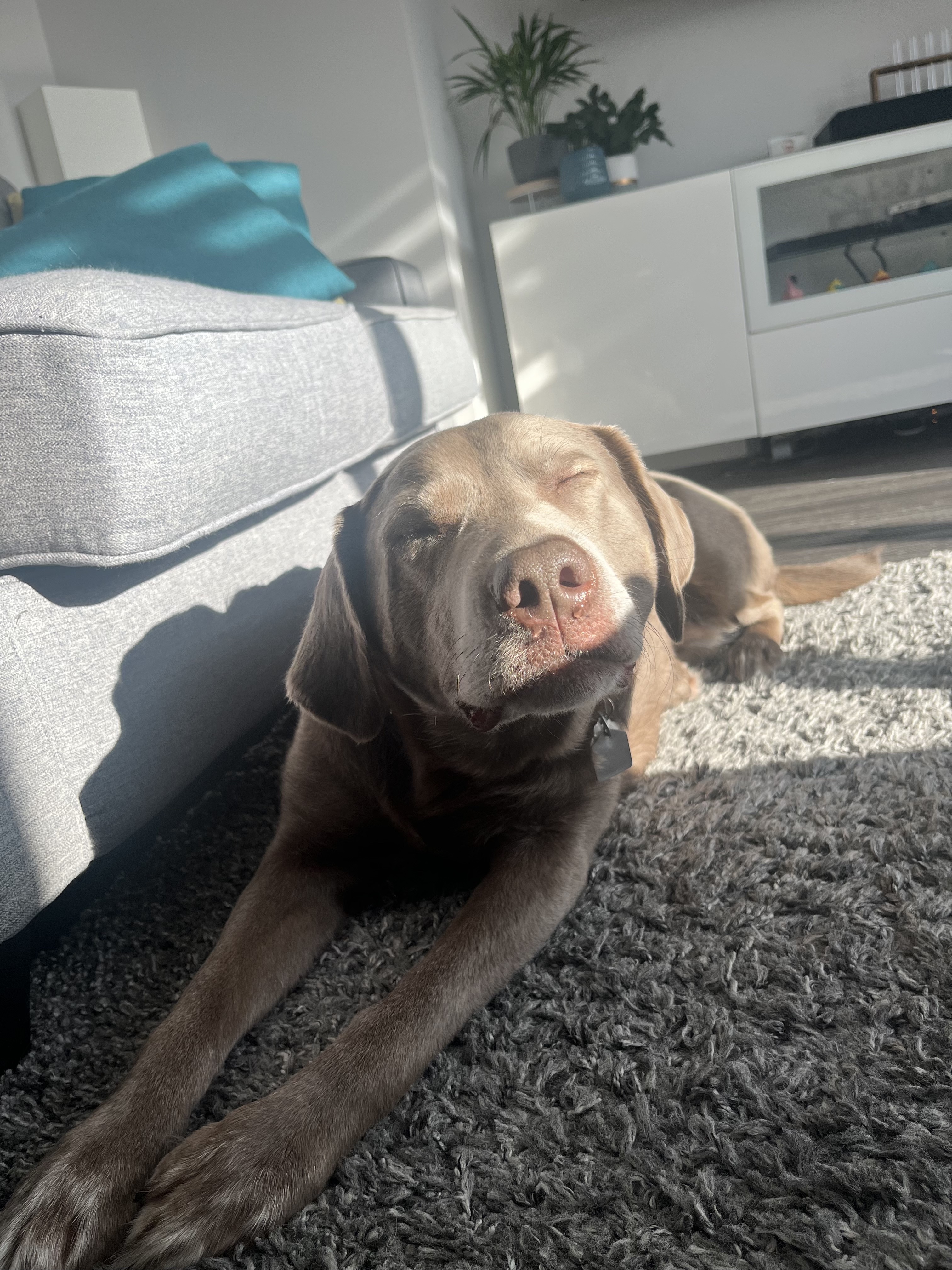 Lab relaxing in sunny living room