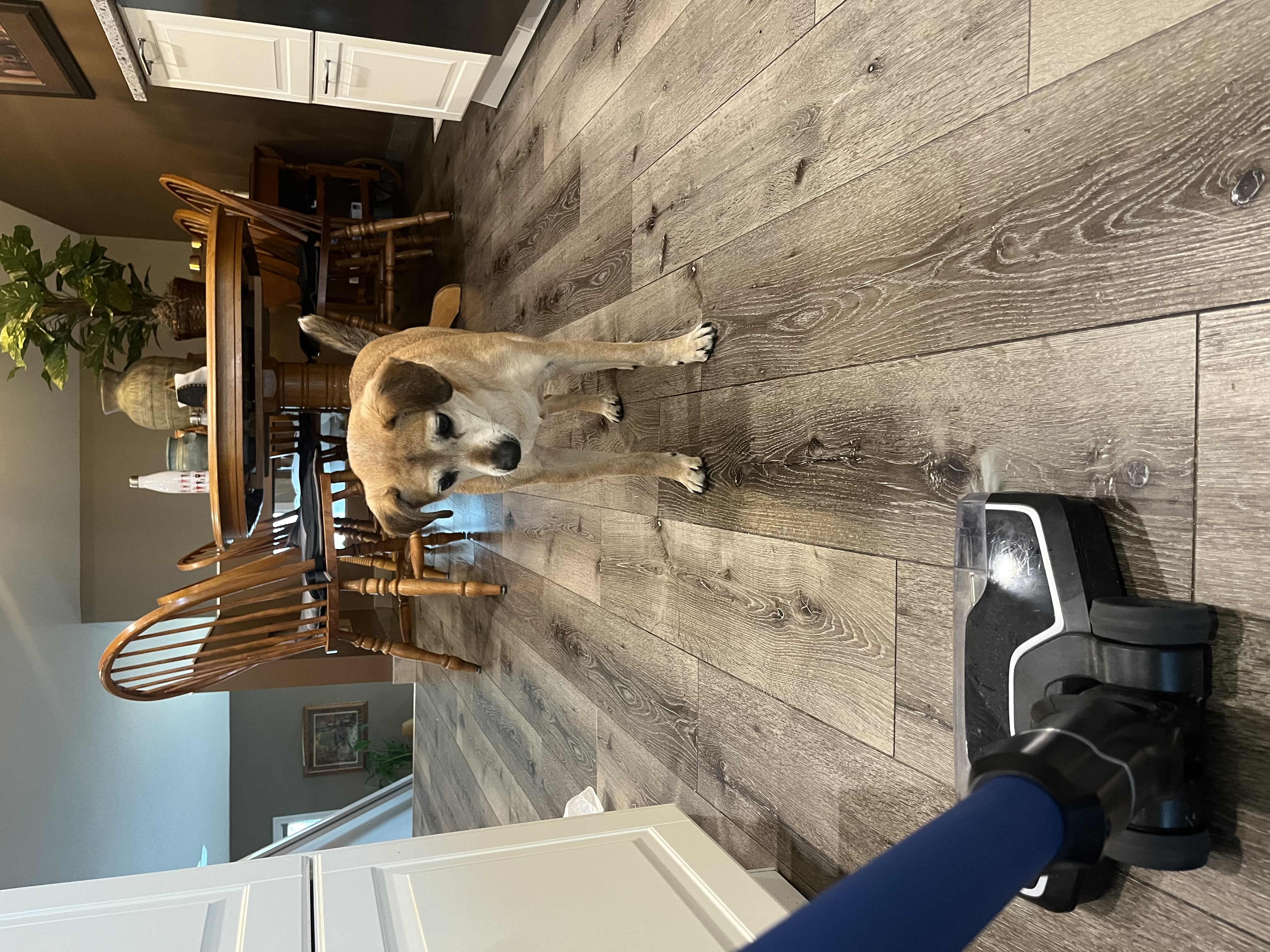 Dog watching cleaner vacuum