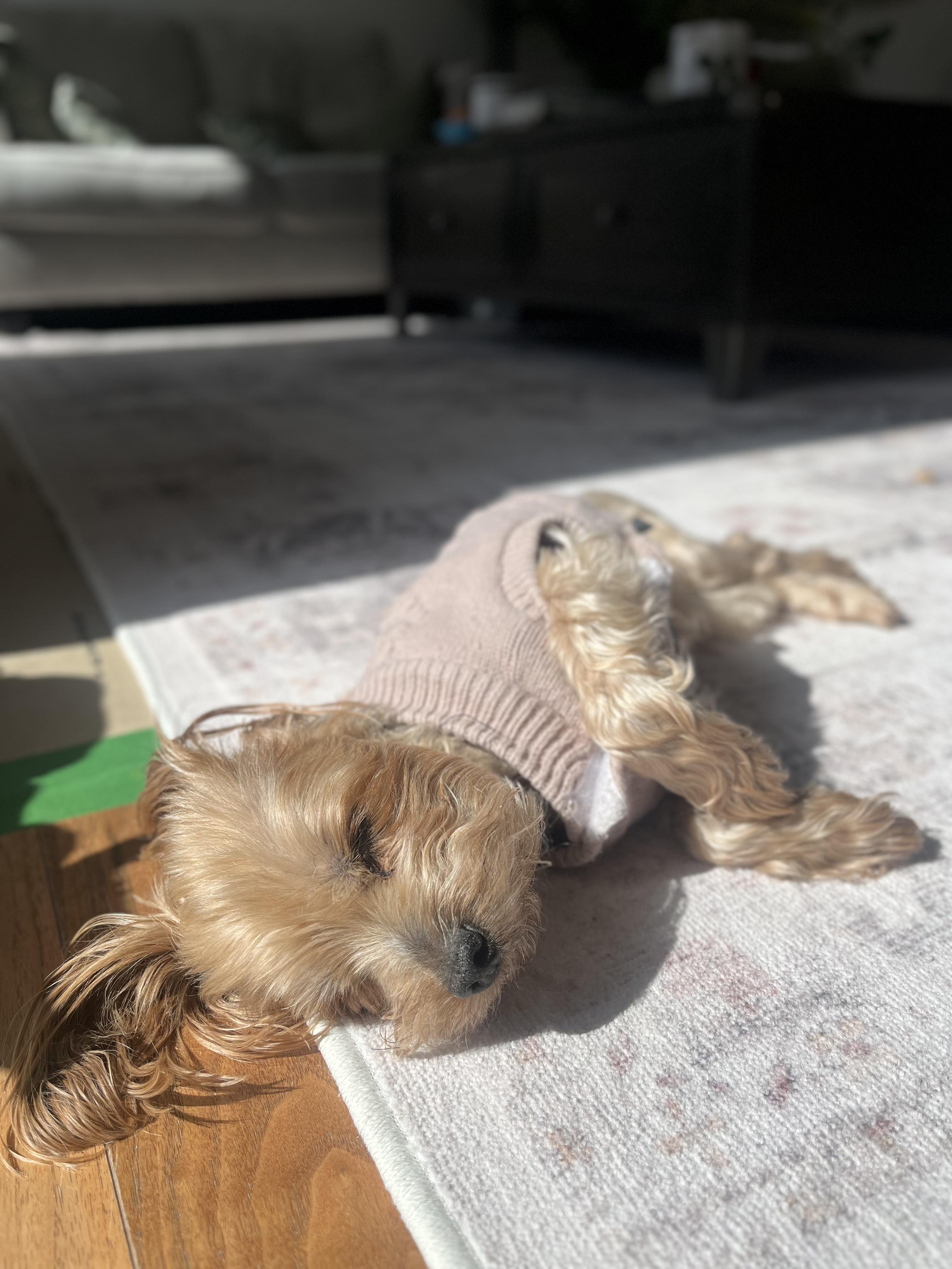 Yorkie napping in sweater